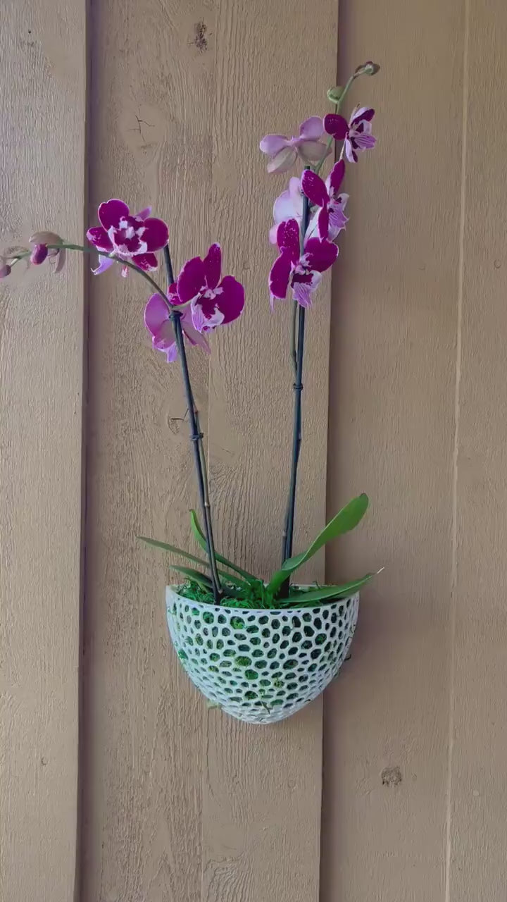 Orchid Pot | Mesh Wall Cone with Holes | Perfect Planter for Orchids Airplants | Wall Mounted Orchid Pot, Hanging Orchid Pot, Lightweight